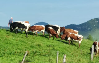 Peternhof Kühe auf der Weide in Kirchberg in Tirol